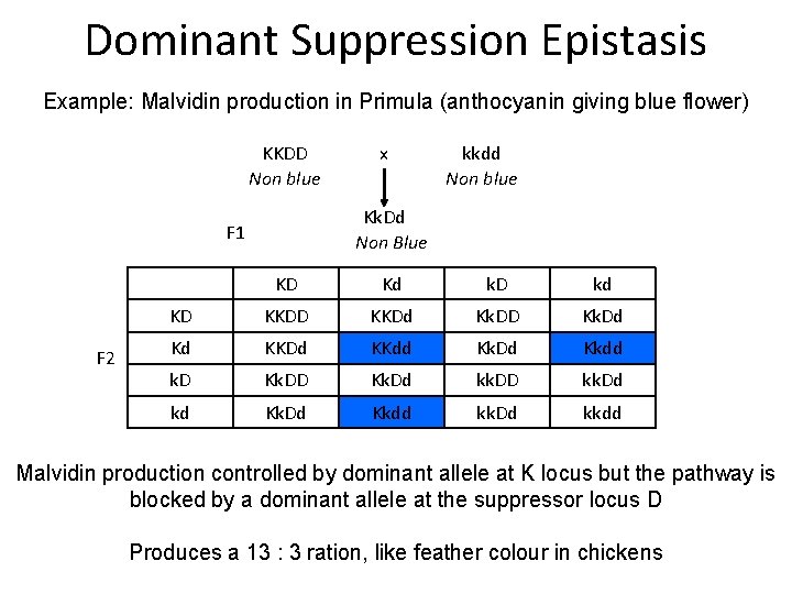 Dominant Suppression Epistasis Example: Malvidin production in Primula (anthocyanin giving blue flower) KKDD Non