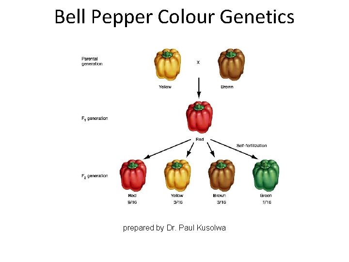 Bell Pepper Colour Genetics prepared by Dr. Paul Kusolwa 