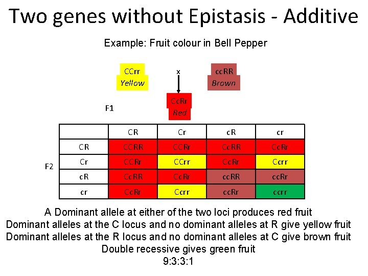 Two genes without Epistasis - Additive Example: Fruit colour in Bell Pepper CCrr Yellow