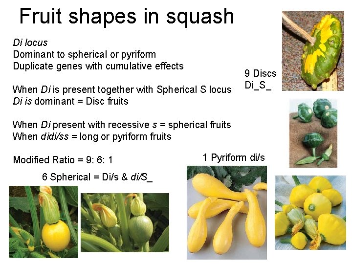 Fruit shapes in squash Di locus Dominant to spherical or pyriform Duplicate genes with