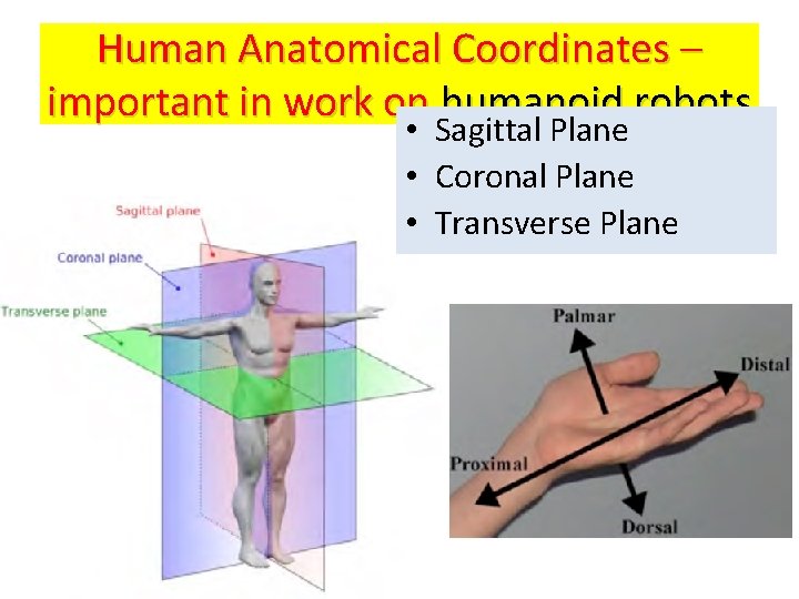 Human Anatomical Coordinates – important in work on humanoid robots • Sagittal Plane •