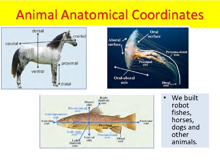 Animal Anatomical Coordinates • We built robot fishes, horses, dogs and other animals. 