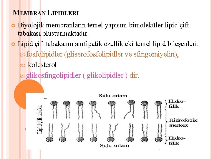 MEMBRAN LIPIDLERI Biyolojik membranların temel yapısını bimoleküler lipid çift tabakası oluşturmaktadır. Lipid çift tabakanın
