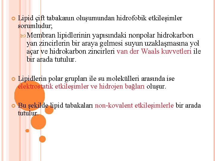  Lipid çift tabakanın oluşumundan hidrofobik etkileşimler sorumludur; Membran lipidlerinin yapısındaki nonpolar hidrokarbon yan