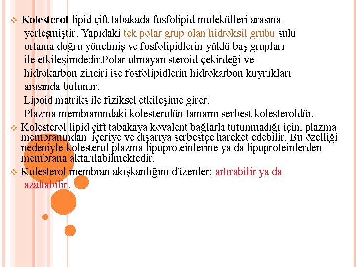 v v v Kolesterol lipid çift tabakada fosfolipid molekülleri arasına yerleşmiştir. Yapıdaki tek polar