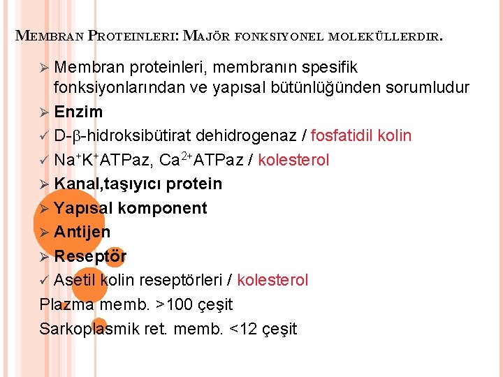 MEMBRAN PROTEINLERI: MAJÖR FONKSIYONEL MOLEKÜLLERDIR. Ø Membran proteinleri, membranın spesifik fonksiyonlarından ve yapısal bütünlüğünden