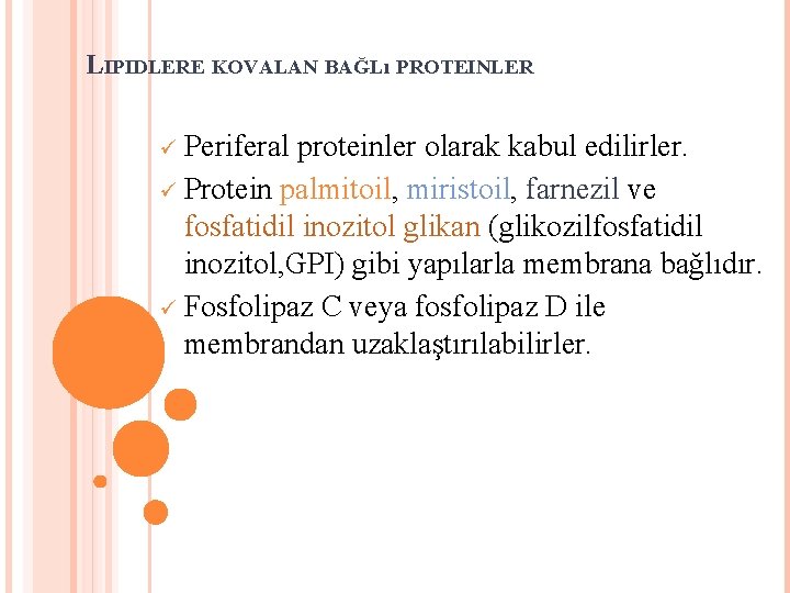 LIPIDLERE KOVALAN BAĞLı PROTEINLER Periferal proteinler olarak kabul edilirler. Protein palmitoil, miristoil, farnezil ve