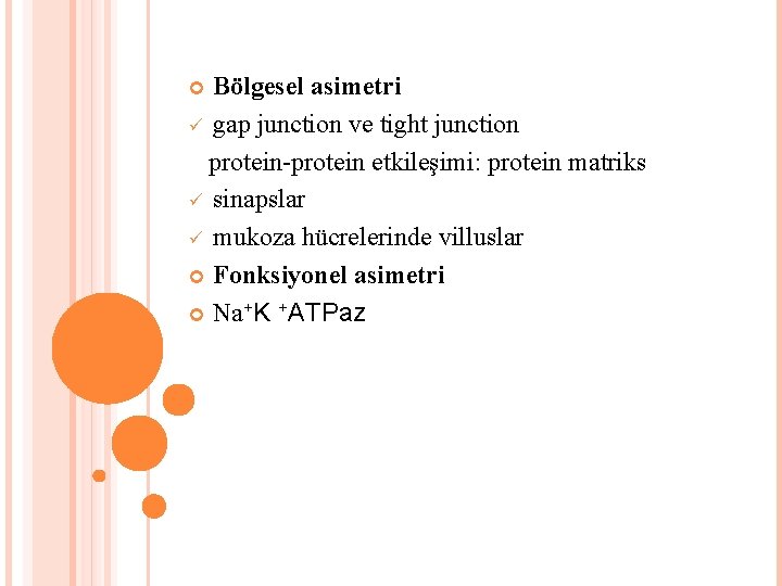 Bölgesel asimetri gap junction ve tight junction protein-protein etkileşimi: protein matriks sinapslar mukoza hücrelerinde