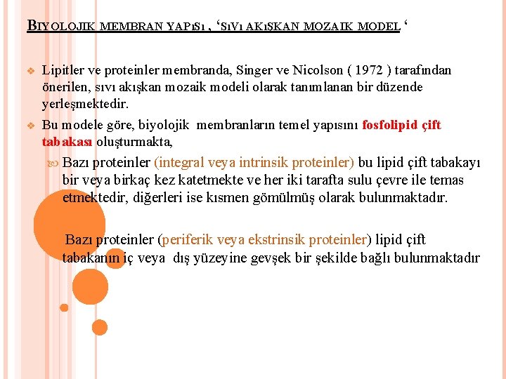 BIYOLOJIK MEMBRAN YAPıSı , ‘SıVı AKıŞKAN MOZAIK MODEL ‘ v v Lipitler ve proteinler