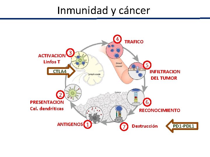Inmunidad y cáncer 4 TRAFICO ACTIVACION 3 Linfos T 5 CTLA 4 2 6 Inmunidad y cáncer 4 TRAFICO ACTIVACION 3 Linfos T 5 CTLA 4 2 6