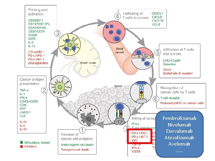 Pembrolizumab Nivolumab Durvalumab Atezolizumab Avelumab …. . Pembrolizumab Nivolumab Durvalumab Atezolizumab Avelumab …. .