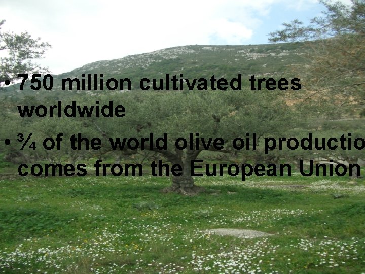  • 750 million cultivated trees worldwide • ¾ of the world olive oil