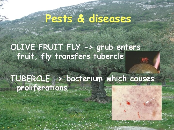 Pests & diseases OLIVE FRUIT FLY -> grub enters fruit, fly transfers tubercle TUBERCLE