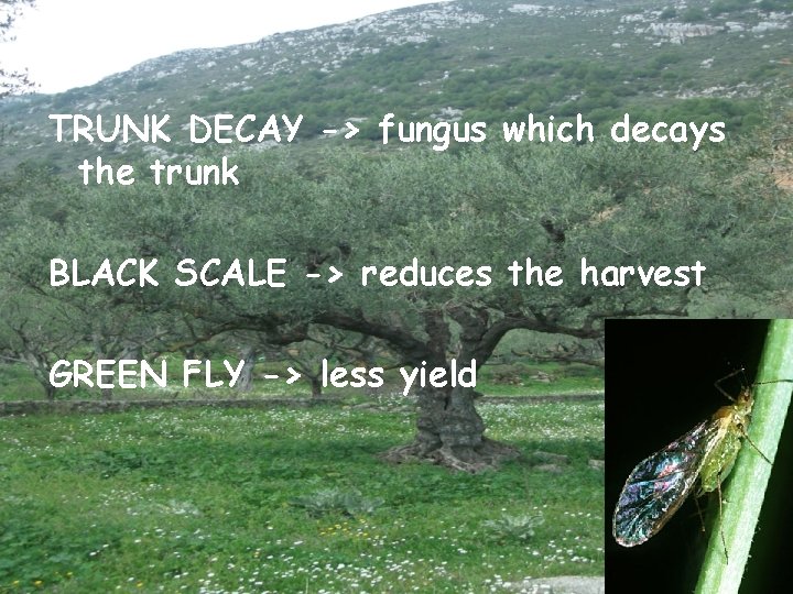 TRUNK DECAY -> fungus which decays the trunk BLACK SCALE -> reduces the harvest