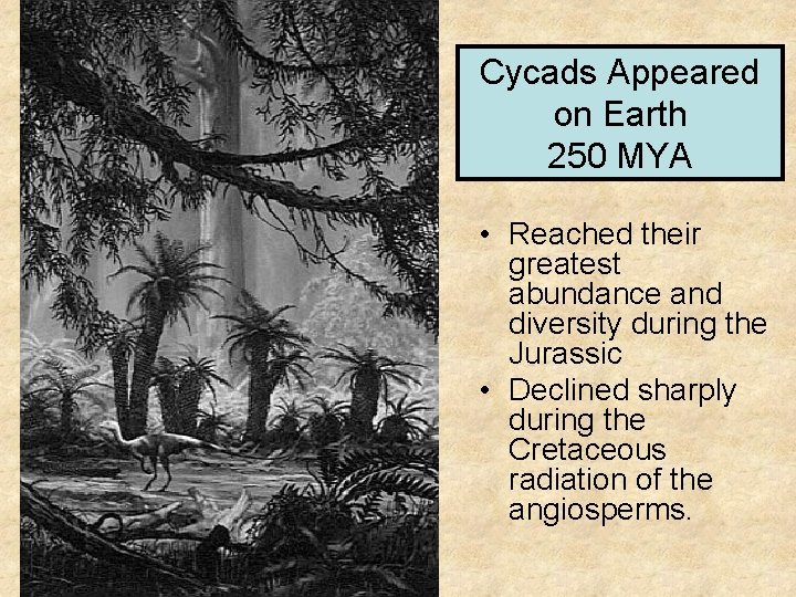 Cycads Appeared on Earth 250 MYA • Reached their greatest abundance and diversity during