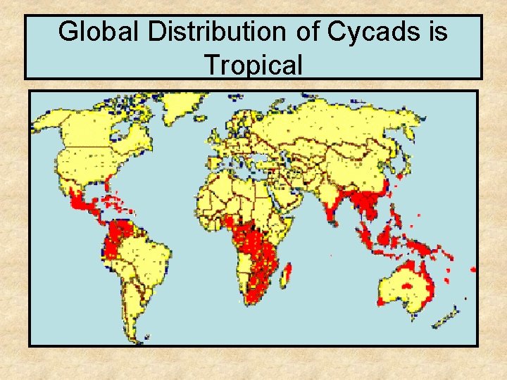 Global Distribution of Cycads is Tropical 