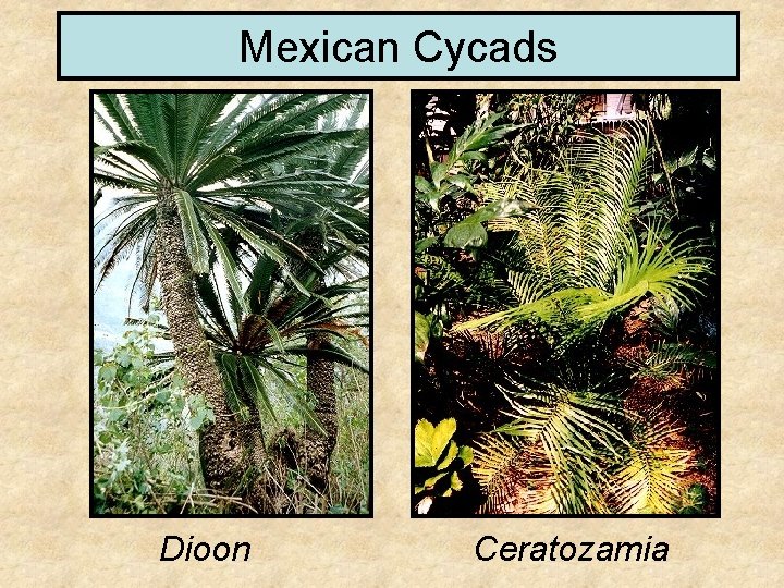 Mexican Cycads Dioon Ceratozamia 