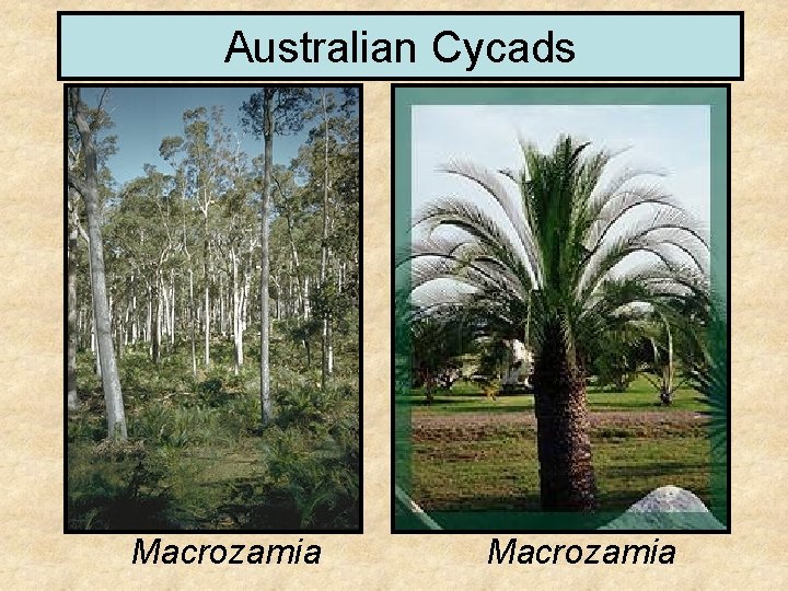 Australian Cycads Macrozamia 