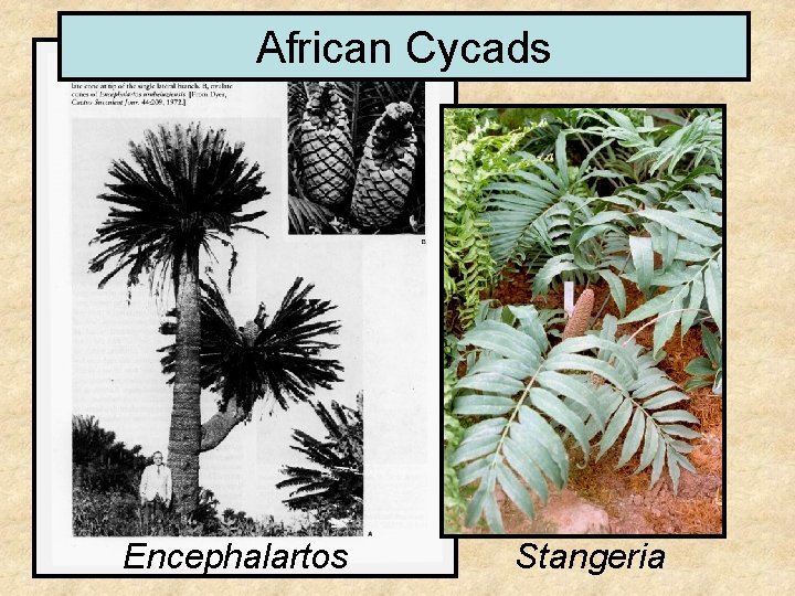 African Cycads Encephalartos Stangeria 