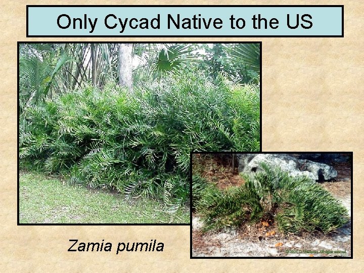 Only Cycad Native to the US Zamia pumila 