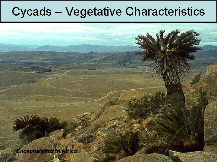 Cycads – Vegetative Characteristics Encephalartos in Africa 