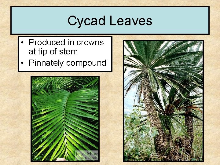 Cycad Leaves • Produced in crowns at tip of stem • Pinnately compound 