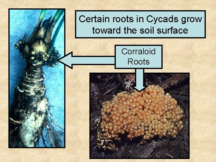 Certain roots in Cycads grow toward the soil surface Corraloid Roots 