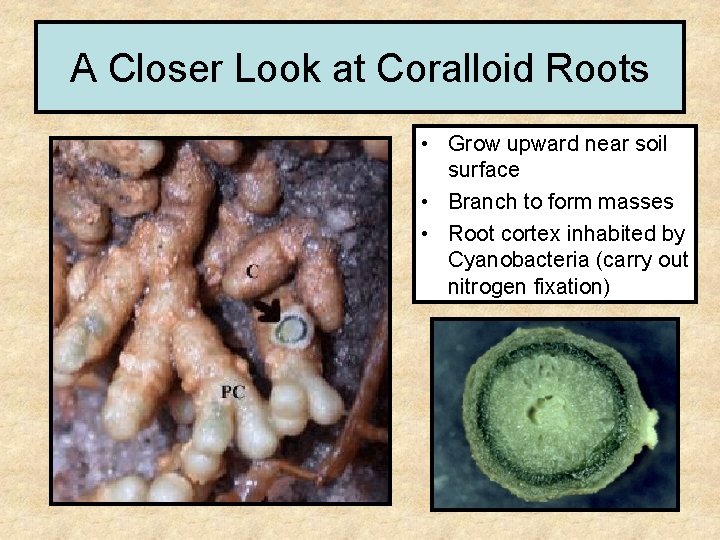A Closer Look at Coralloid Roots • Grow upward near soil surface • Branch