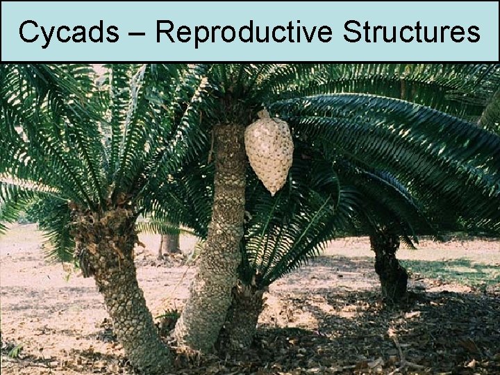 Cycads – Reproductive Structures 