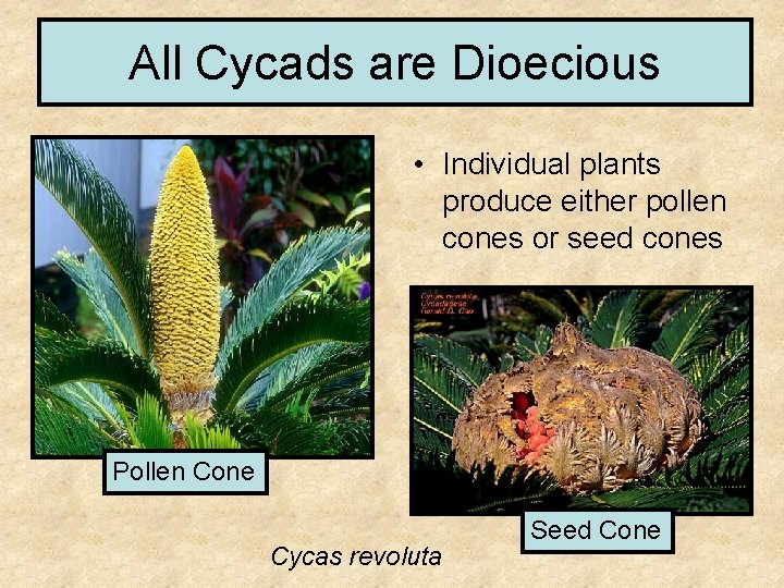 All Cycads are Dioecious • Individual plants produce either pollen cones or seed cones