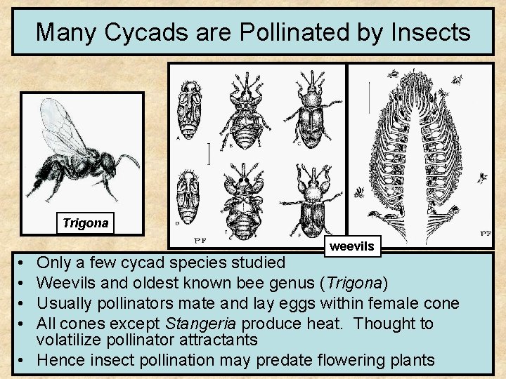 Many Cycads are Pollinated by Insects Trigona • • weevils Only a few cycad