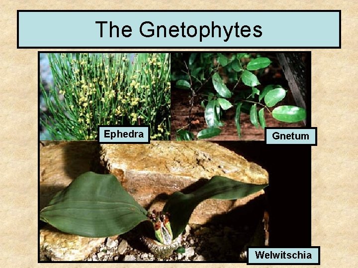 The Gnetophytes Ephedra Gnetum Welwitschia 