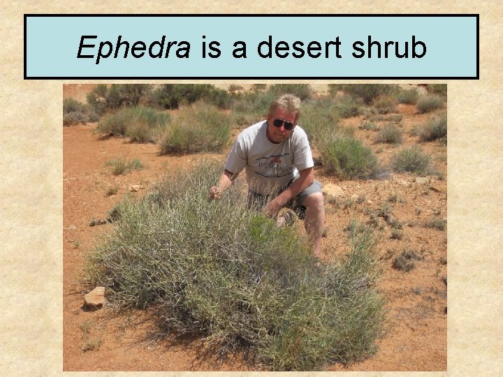 Ephedra is a desert shrub 