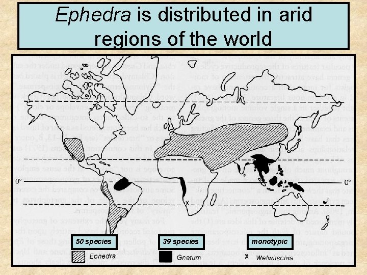 Ephedra is distributed in arid regions of the world 50 species 39 species monotypic