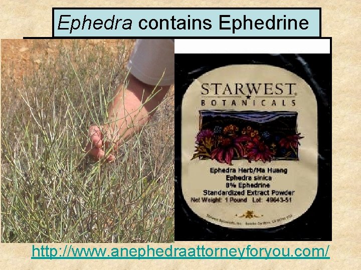 Ephedra contains Ephedrine http: //www. anephedraattorneyforyou. com/ 