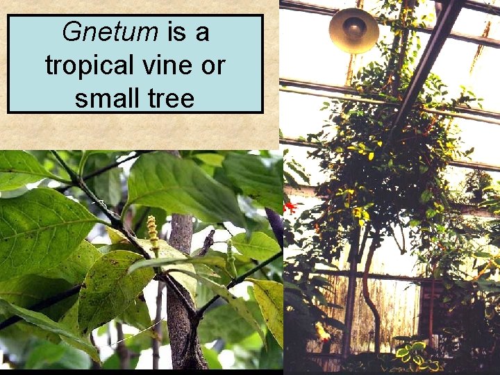Gnetum is a tropical vine or small tree 