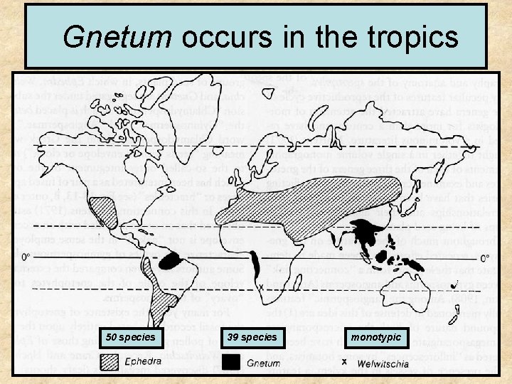 Gnetum occurs in the tropics 50 species 39 species monotypic 