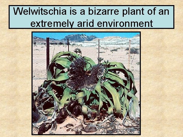 Welwitschia is a bizarre plant of an extremely arid environment 