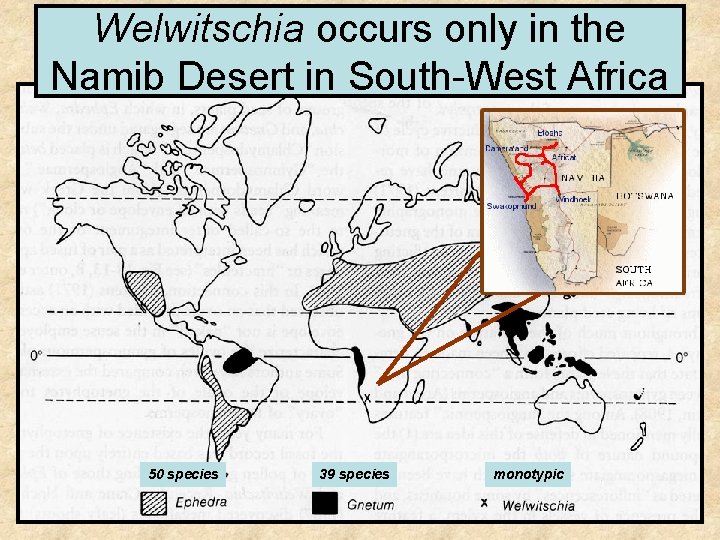 Welwitschia occurs only in the Namib Desert in South-West Africa 50 species 39 species