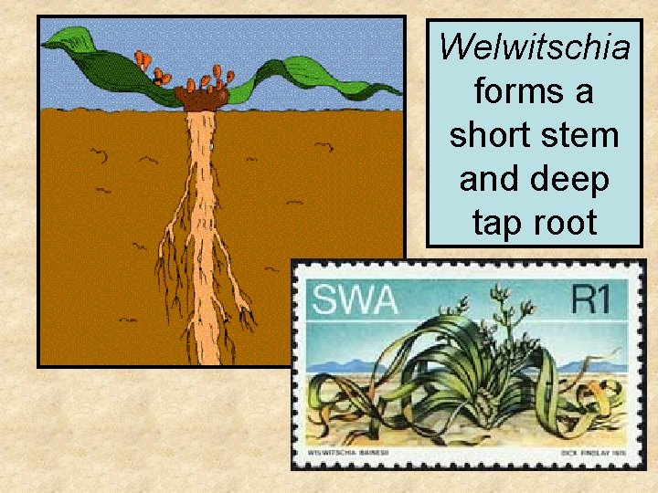 Welwitschia forms a short stem and deep tap root 