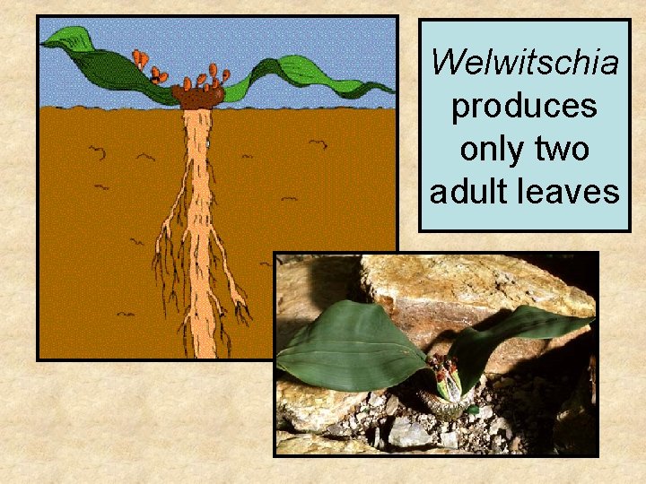 Welwitschia produces only two adult leaves 