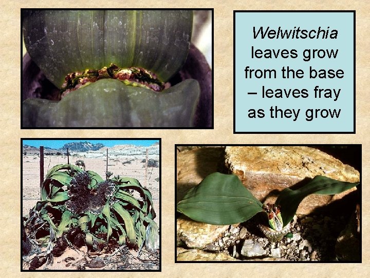 Welwitschia leaves grow from the base – leaves fray as they grow 