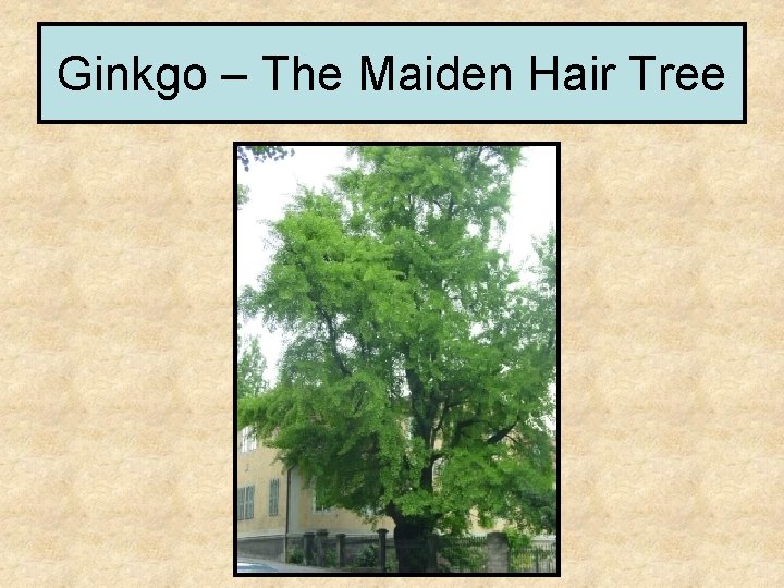 Ginkgo – The Maiden Hair Tree 