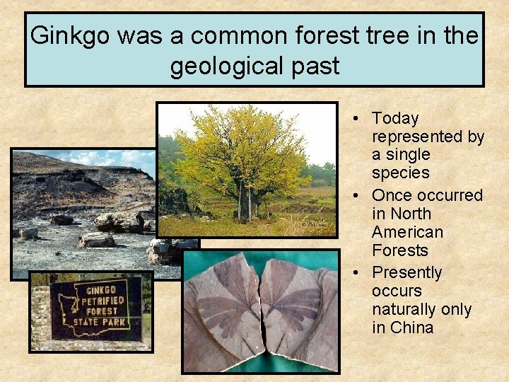 Ginkgo was a common forest tree in the geological past • Today represented by