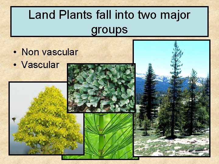 Land Plants fall into two major groups • Non vascular • Vascular 