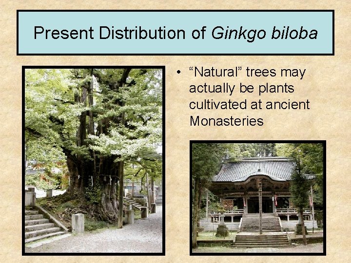 Present Distribution of Ginkgo biloba • “Natural” trees may actually be plants cultivated at