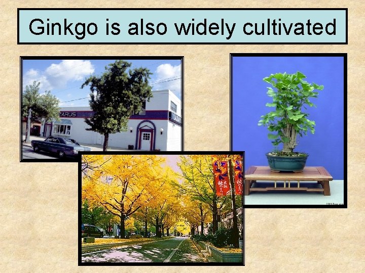 Ginkgo is also widely cultivated 