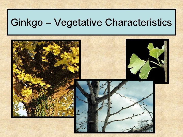 Ginkgo – Vegetative Characteristics 