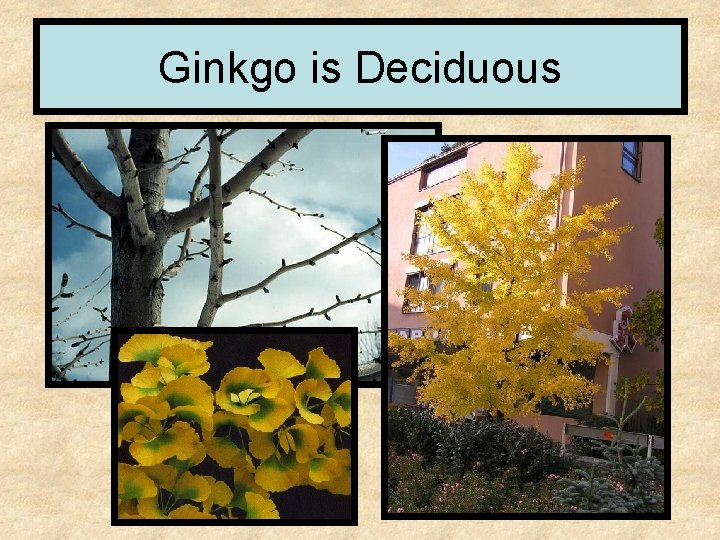 Ginkgo is Deciduous 