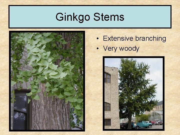 Ginkgo Stems • Extensive branching • Very woody 